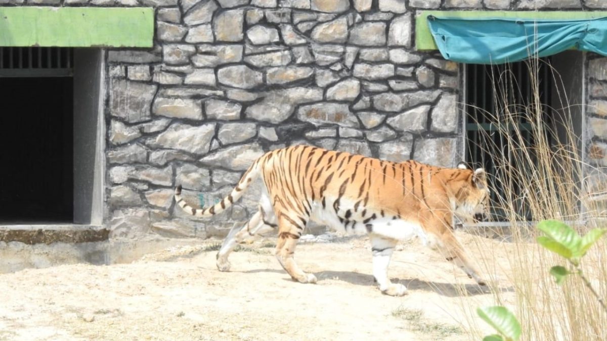 Tiger at Abheda Biological Park in Kota Rajasthan
