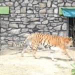 Tiger at Abheda Biological Park in Kota Rajasthan