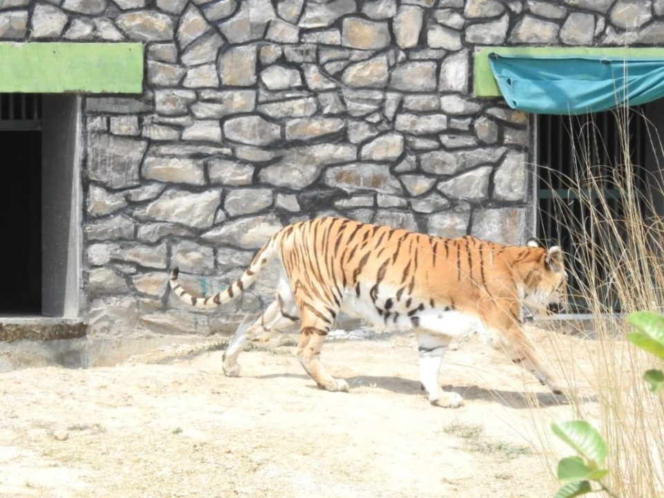 Tiger at Abheda Biological Park in Kota Rajasthan