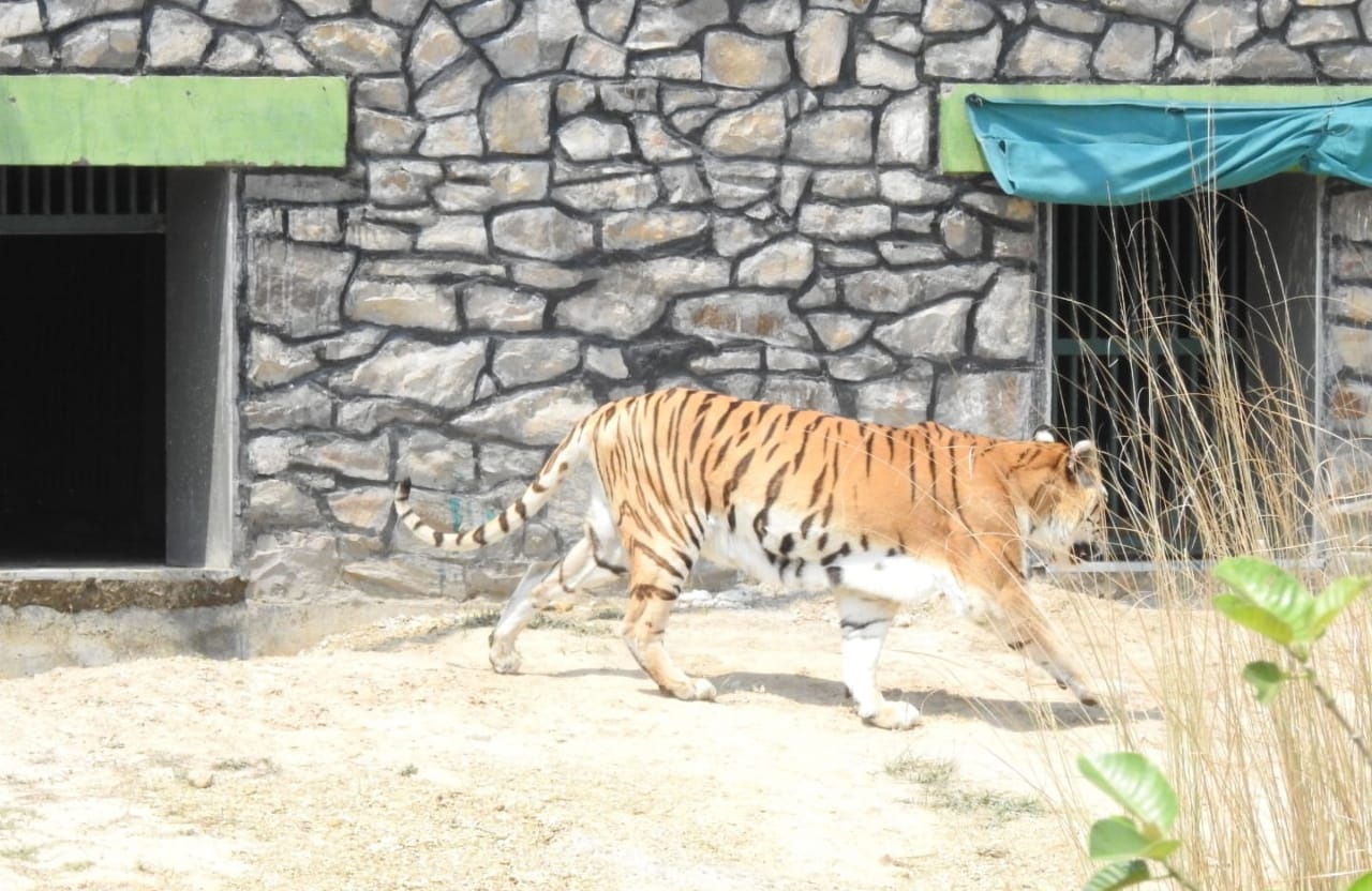 Tiger at Abheda Biological Park in Kota Rajasthan