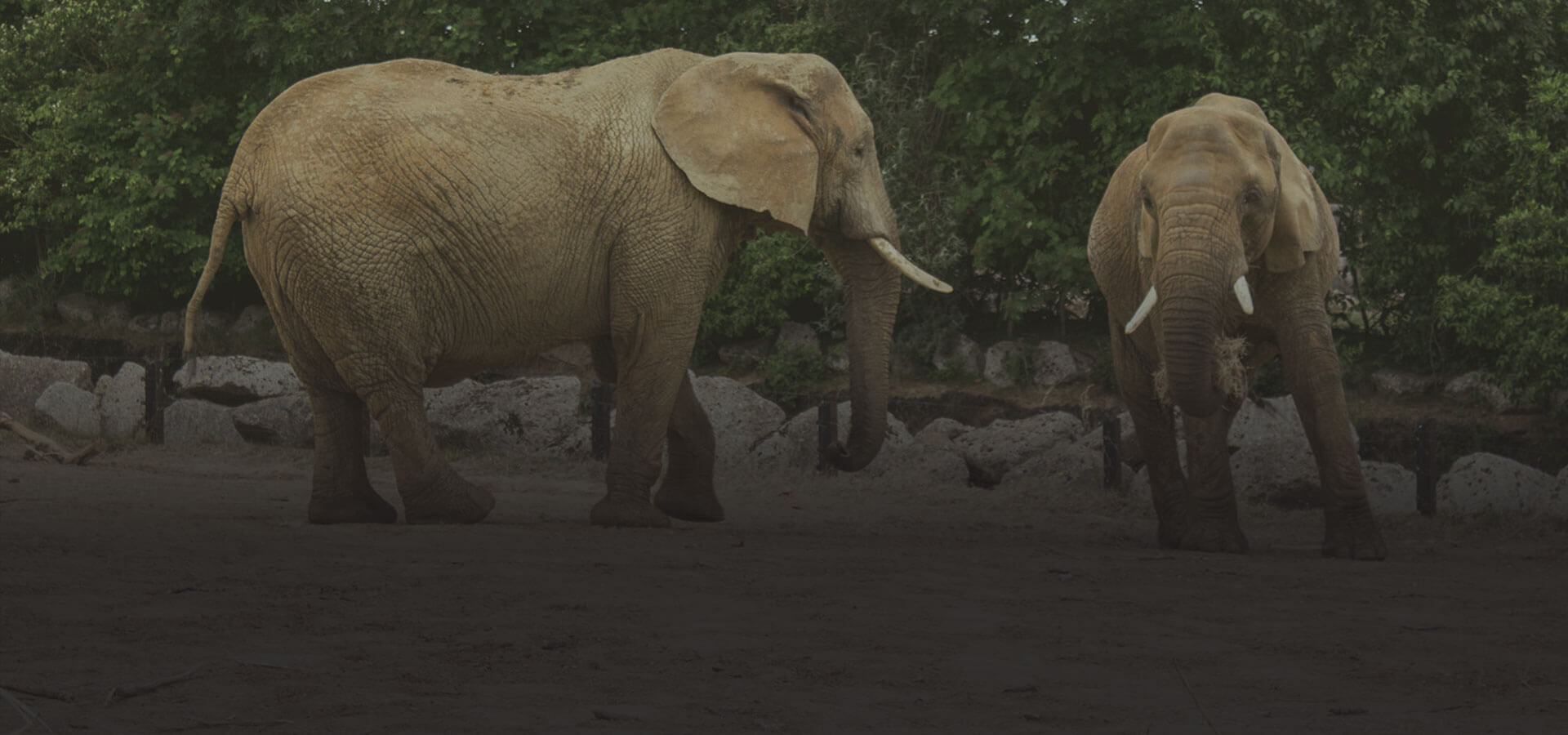 home_animals2_subheader4