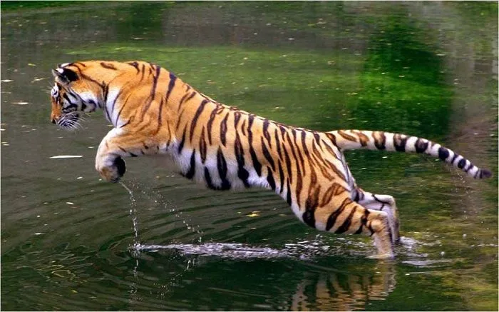 Darrah-National-Park-Kota.jpeg