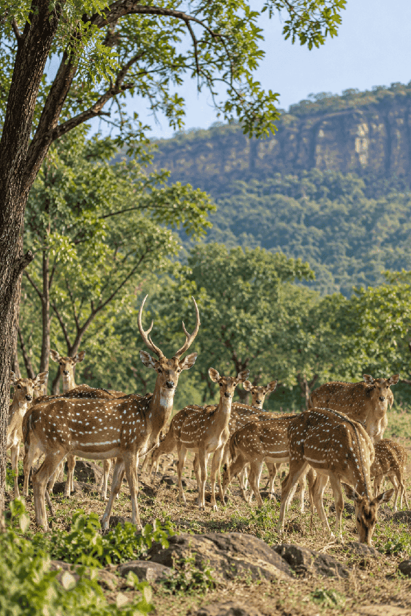 Chital_Deer_Herd_mukundratigerreserve