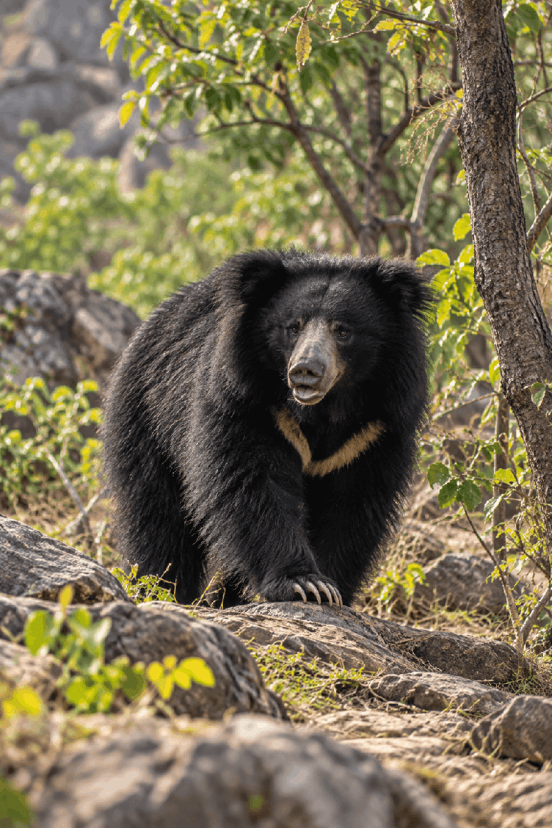 Sloth_Bear_mukundratigerreserve