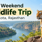 Best Weekend Wildlife Trip Near Kota Rajasthan