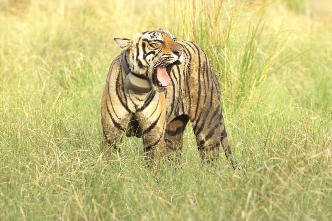 Kota Prepares for the Return of the Tiger’s Roar at Abheda Biological Park
